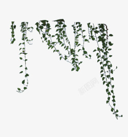 小清新树藤绿色绿藤植物高清图片