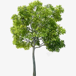 树树木木植物素材