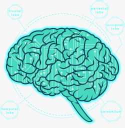 脑内科手绘大脑高清图片