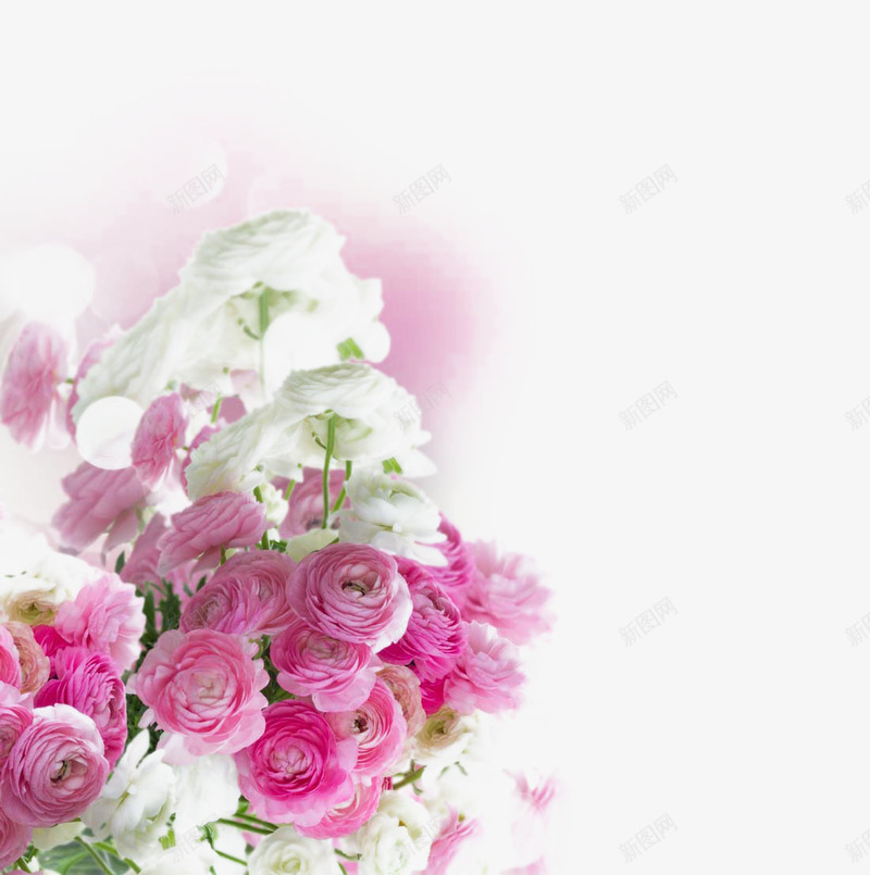 漂亮的粉色花朵png免抠素材_88icon https://88icon.com 植物 漂亮的粉色花朵 玫瑰花 粉色花朵 花朵 花草图片 鲜花花卉