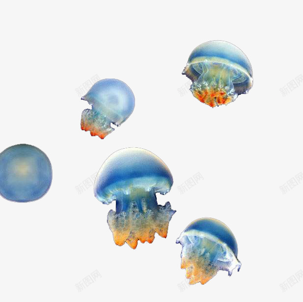 海洋生物水母png免抠素材_88icon https://88icon.com 彩色 成群 水母 海洋生物