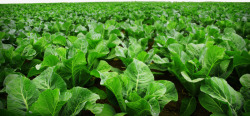 农业种植绿色蔬菜种植菜园高清图片