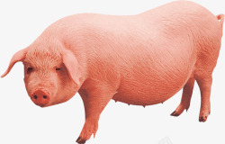 川味农家土猪肉开春农业畜牧业棕红色农家土猪宣高清图片