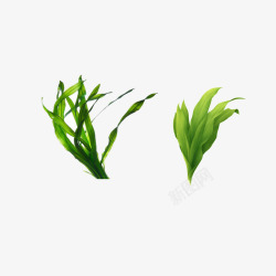 海藻绿色水生植物素材
