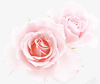 创意合成浪漫的粉红色玫瑰花素材