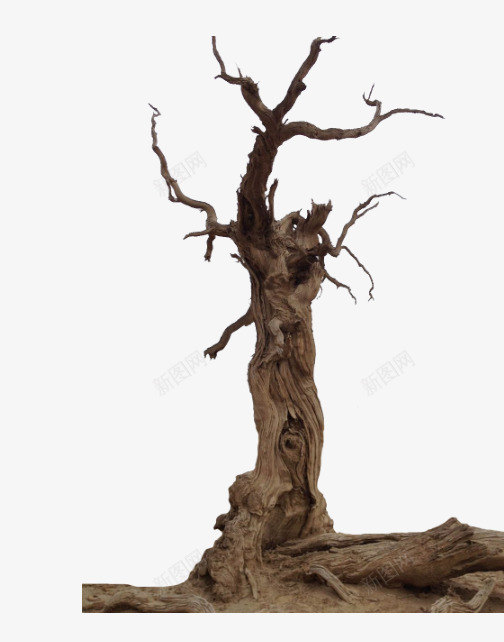干枯的树png免抠素材_88icon https://88icon.com 一棵枯树 干枯的 枯树 树干 树枝 沙子 沙漠 粗树干 荒地 资源枯竭