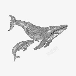 手绘两只花纹座头鲸插画素材