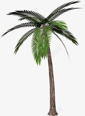 棕榈树png免抠素材_88icon https://88icon.com 夏天 夏季 树木 植物 海滩 清凉