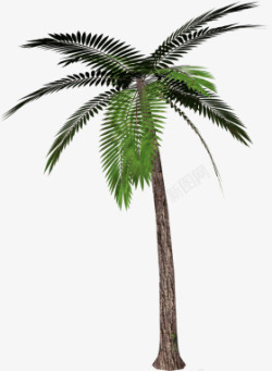 海滩植物背景棕榈树高清图片