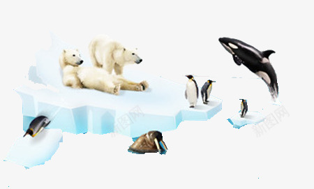 海冰上的动物png免抠素材_88icon https://88icon.com 冰块 动物 海豚 海豹 海豹海报