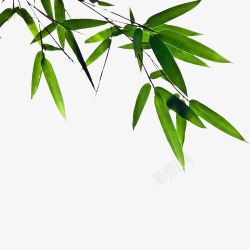 绿色植物竹子竹叶竹树绿色竹子图高清图片