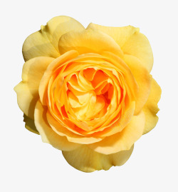 头状花序黄色玫瑰特写高清图片