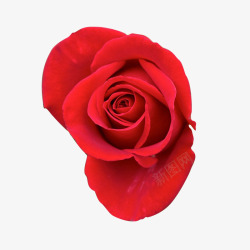艳丽的玫瑰花蔷薇科花卉植物高清图片