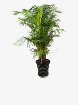 绿色凤尾植物底纹图片凤尾竹高清图片