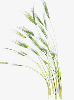 绿色尾巴小麦高清图片