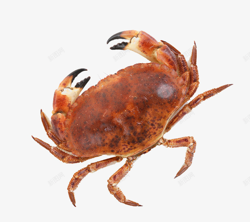 一个螃蟹png免抠素材_88icon https://88icon.com 海鲜 螃蟹 蟹肉