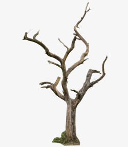 枯木光秃秃的树干高清图片