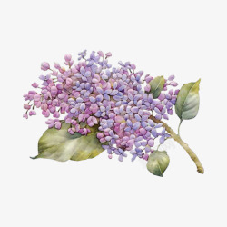 手绘复古紫丁香花卉素材