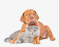 褐色小猫猫咪和狗高清图片