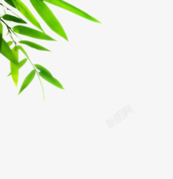 绿色清新竹叶风光端午装饰专题素材