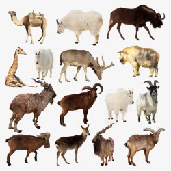 耗牛矢量常见高原野生动物高清图片