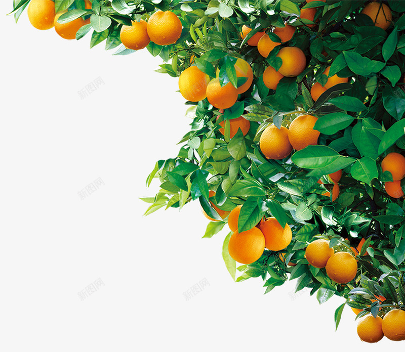 树木橘子树png免抠素材_88icon https://88icon.com 新年橘子 树木 橘子树 水果 维生素 营养