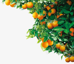 水果树木树木橘子树高清图片