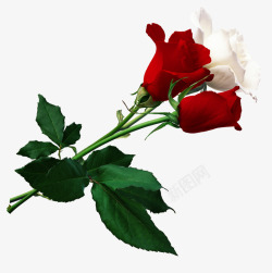 一支红玫瑰红玫瑰花和白玫瑰高清图片