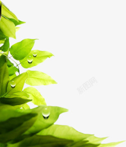 树叶水滴图片春季水滴漂浮树叶装饰高清图片