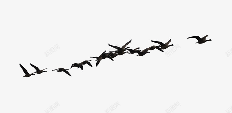 成群的乌鸦在空中飞翔png免抠素材_88icon https://88icon.com 乌鸦 乌鸦图案 乌鸦飞过 成群 空中 飞翔
