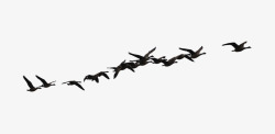 成群的乌鸦在空中飞翔素材