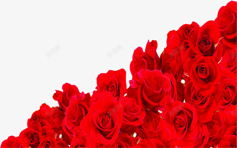创意合成红色的鲜艳的玫瑰花效果png免抠素材_88icon https://88icon.com 创意 合成 效果 玫瑰花 红色 鲜艳