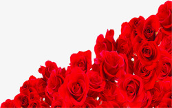 创意合成红色的鲜艳的玫瑰花效果素材