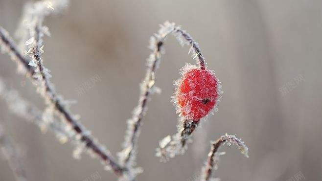 霜降节气枝干带霜植物元素png免抠素材_88icon https://88icon.com 中国传统 二十四节气 植物 霜降