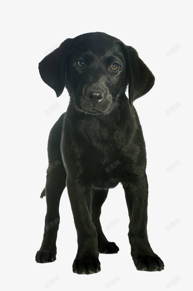 黑色宠物狗png免抠素材_88icon https://88icon.com 动物 实物 小狗 拉布拉多犬 狗 猎犬 纯种动物 黑色宠物狗