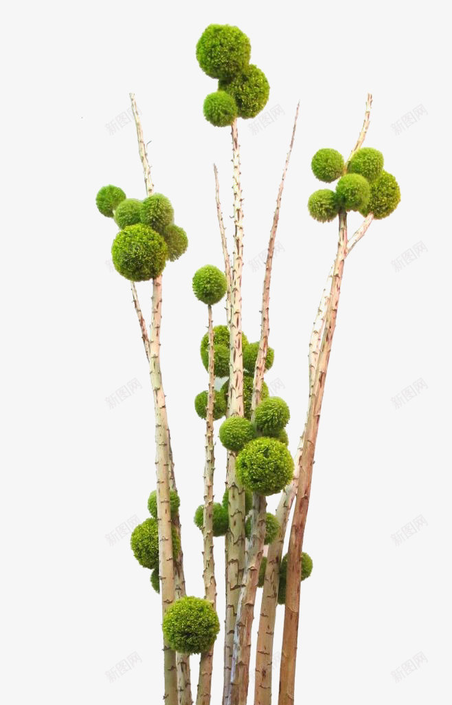 室内盆栽png免抠素材_88icon https://88icon.com 实物图 室内装饰 盆栽 绿色植物