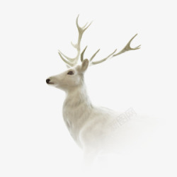 冬季麋鹿鹿头高清图片