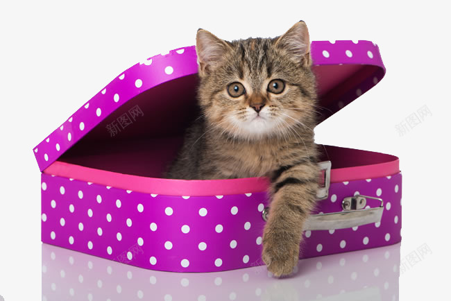 可爱小猫咪png免抠素材_88icon https://88icon.com 动物 可爱 圆点 宠物 打开的行李箱 波点 猫咪 箱子 紫色小猫 萌宠 行李箱