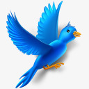 我的网络飞行鸟推特动物社会网络社会锡我高清图片