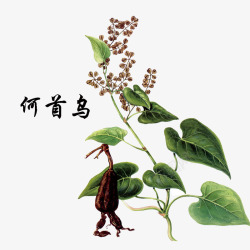 中国草药植物何首乌高清图片