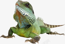 蜥蜴免抠PNG巨型变色龙高清图片