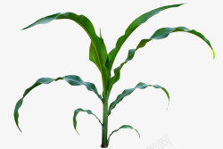 植物秸秆玉米秸秆高清图片