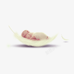 婴儿宝宝图片羽毛上的宝宝高清图片