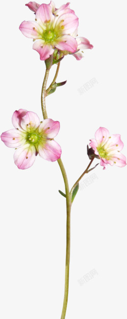 鲜花花草手绘装饰素材