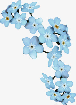 漂亮的花枝蓝色花朵高清图片