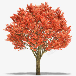 大树上的红色树叶素材
