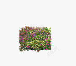 花奔城市装饰花朵高清图片