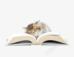 书本上睡觉的猫咪素材