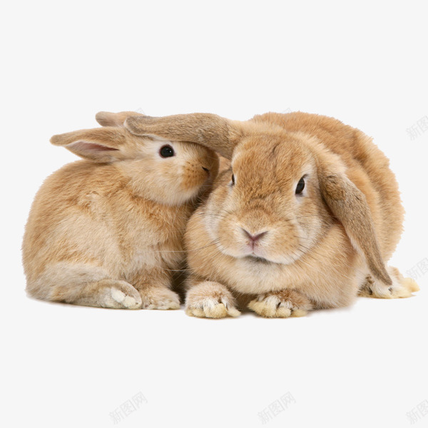 可爱呆萌兔png免抠素材_88icon https://88icon.com 兔子 兔宝宝 动物 可爱 图像 图片素材 素材免抠 胡萝卜 装饰 野生动物