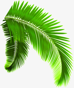 椰树树叶绿叶素材
